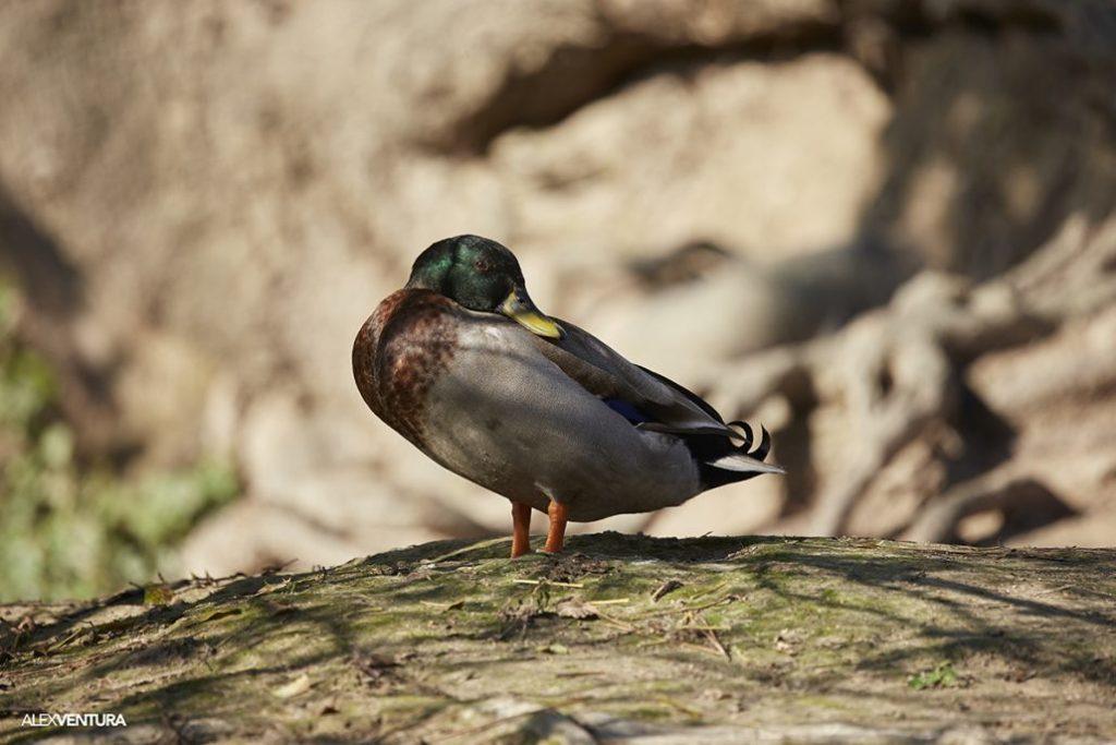 Sigma 100-400mm F/5-6.3 DG OS HSM Contemporary